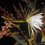 Epiphyllum anguliger (darrahii) 1Col.GX.1845.jpg